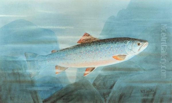 Brook Trout - view 1