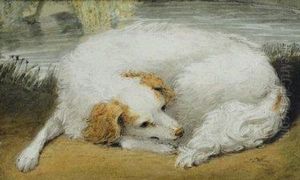 Study Of A Sleeping Dog by Sawrey Gilpin