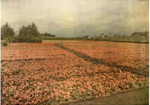 Meirelbeke-station (pres De Gand), Champs De Begonias Multifloras, Circa 1925