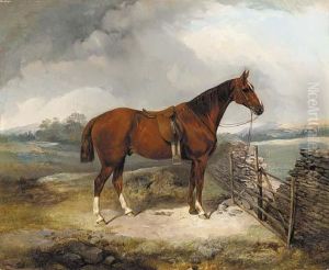 A Bay Hunter By A Gate