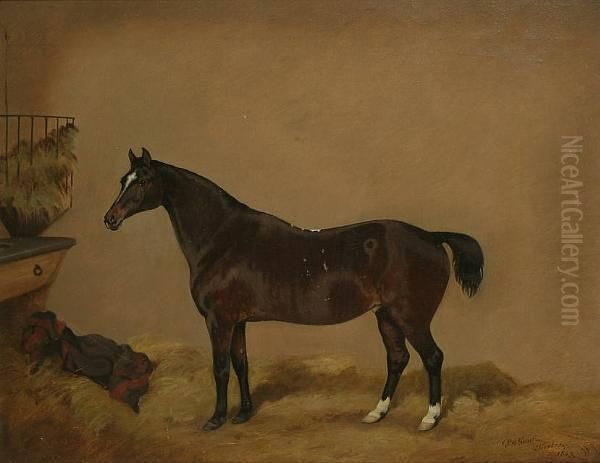 A Dark Bay Pony In A Loosebox - view 1