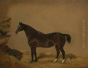 A Dark Bay Pony In A Loosebox
