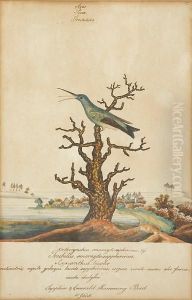 Sapphire & Emerald Hummingbird; White-throated Hummingbird (a Pair) by William Goodall