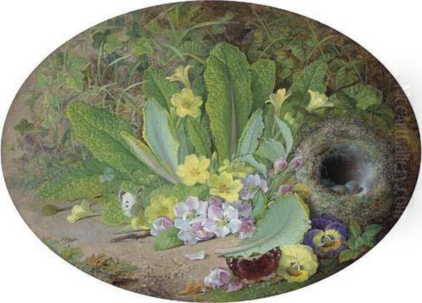 Primulas - view 1