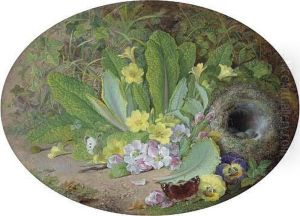 Primulas Primulas