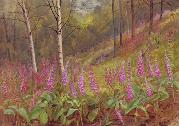 Foxgloves Among Silver Birch Trees - view 1