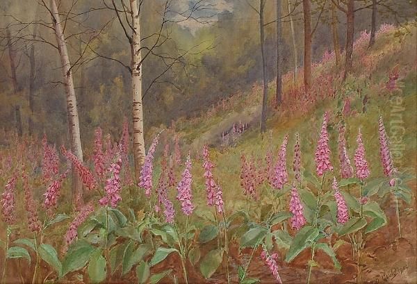 Fox Gloves Among Silver Birches - view 1