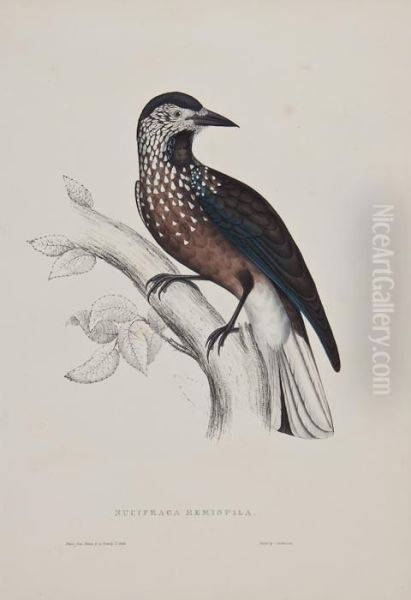A Group Of 5 Small Birds - view 1