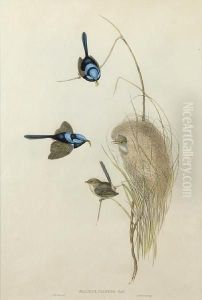 Blue Wren Blue Wren