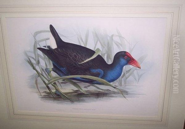 Porphyrio Bellus - view 1