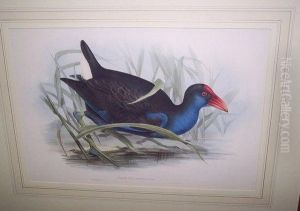 Porphyrio Bellus Porphyrio Bellus