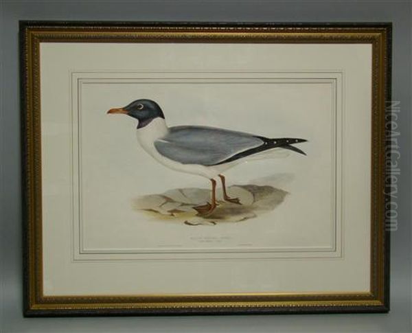 Black-winged Gull - view 1