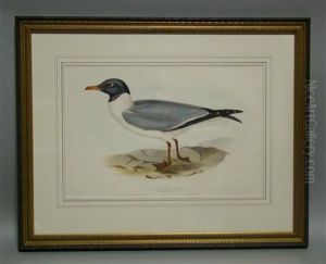 Black-winged Gull by Elizabeth Gould