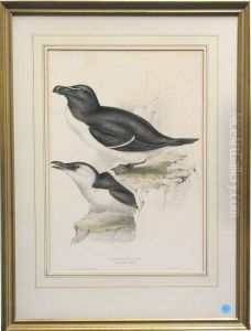 Razor-bill Auk Razor-bill Auk