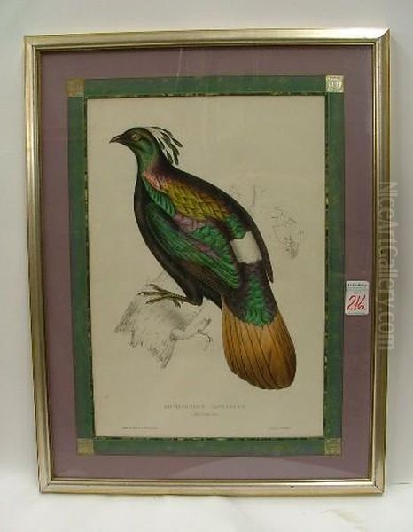 A Male Exotic Bird - view 1