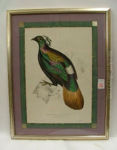 A Male Exotic Bird A Male Exotic Bird