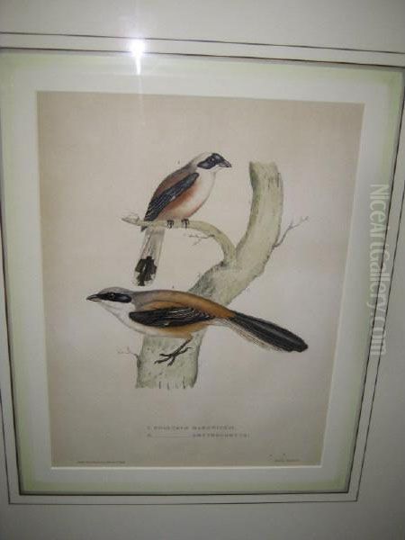 Two Birds - view 1