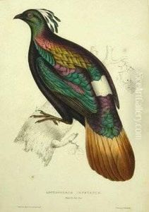 Lophophorus Impeyanus by Elizabeth Gould