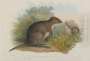 Halmaturus Brachyurus. Short-tailed Wallaby (quokka)