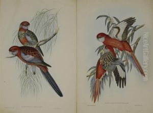 Platycercus Ignitus And Platycercus Pennantii