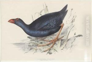 Hyacinthine Porphyrio by Gould John H. & Elizabeth
