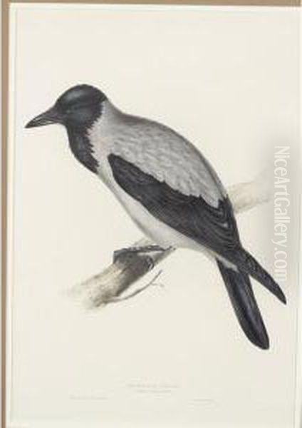 Hooded Crow - view 1