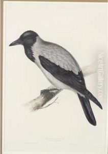 Hooded Crow by Gould John H. & Elizabeth