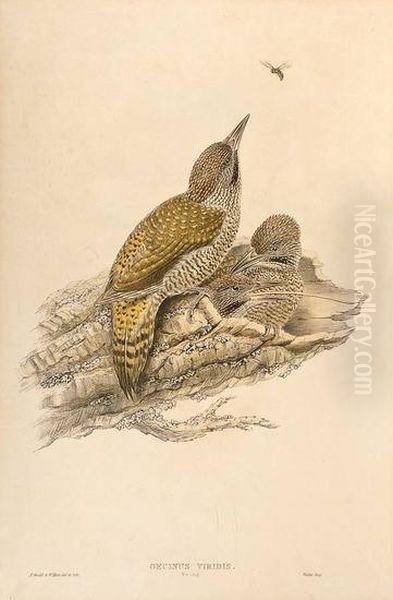 Three Lithographs Of Small Birds - view 1