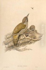 Three Lithographs Of Small Birds by Gould John H. & Elizabeth