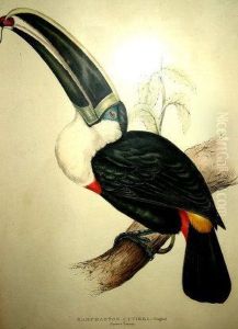 Ramphastos Cuvieri: Cuvier by Gould John H. & Elizabeth
