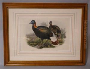 Chalcophasis Sclateri by Gould John H. & Hart William M.