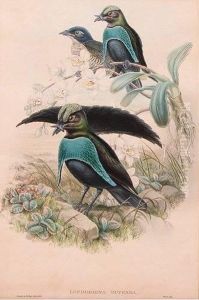 Lophorina Superba And Lophorhina Superba, From Gould's Bird's Of Paradise by Gould John H. & Hart William M.