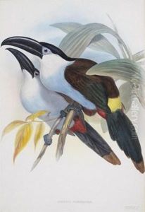 Exotic Birds by Gould, John & Richter, H.C.