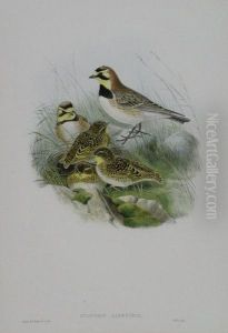 The Shore Lark