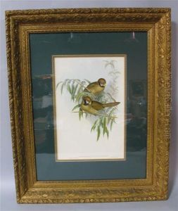 Paradoxornis Flavirostris by Gould, John & Richter, H.C.