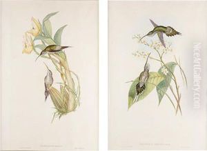 Hummerbird Studies by Gould, John & Richter, H.C.