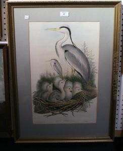 Ardea Cinerea by Gould, John & Richter, H.C.