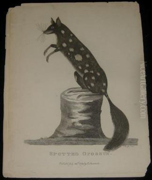 White-winged Wren - view 1