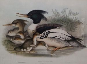 And H. C.richter Mergus Serrator by Walter Gould