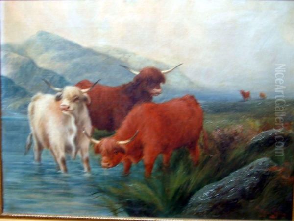 Highland Cattle Watering - view 1
