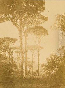 'pinetrees"". by James Graham