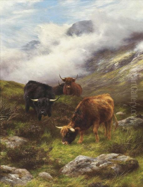 Highland Cattle Grazing On A Mist Covered Hillside - view 1