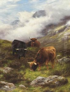 Highland Cattle Grazing On A Mist Covered Hillside