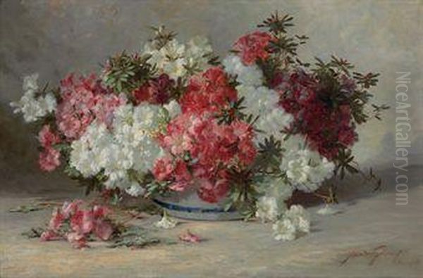 Azaleas - view 1