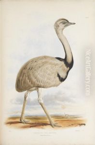 Gleanings From The Menagerie And Aviary At Knowsley Hall. Knowsley Gleanings From The Menagerie And Aviary At Knowsley Hall. Knowsley