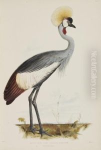 Gleanings From The Menagerie And Aviary At Knowsley Hall by Edward Lear