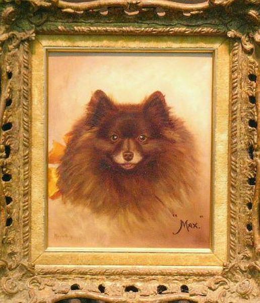 'max', A Pomeranian - view 1