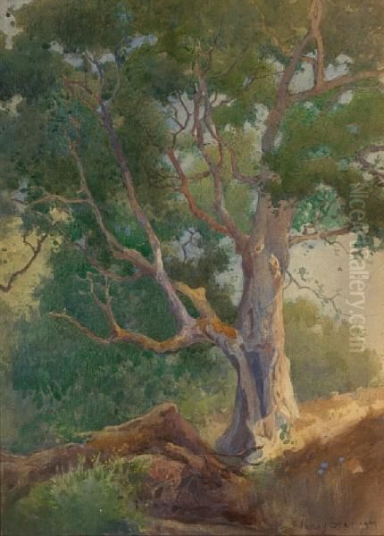 Old Oak Tree - view 1