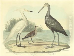 Print Showing Wading Herons