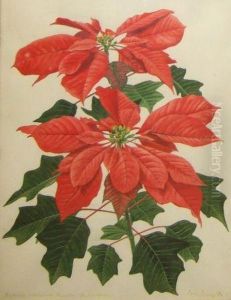 A Poinsettia